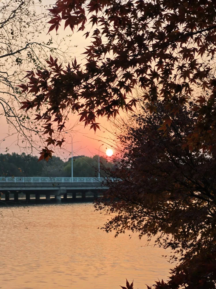 叶隙夕阳，拍摄于苏州