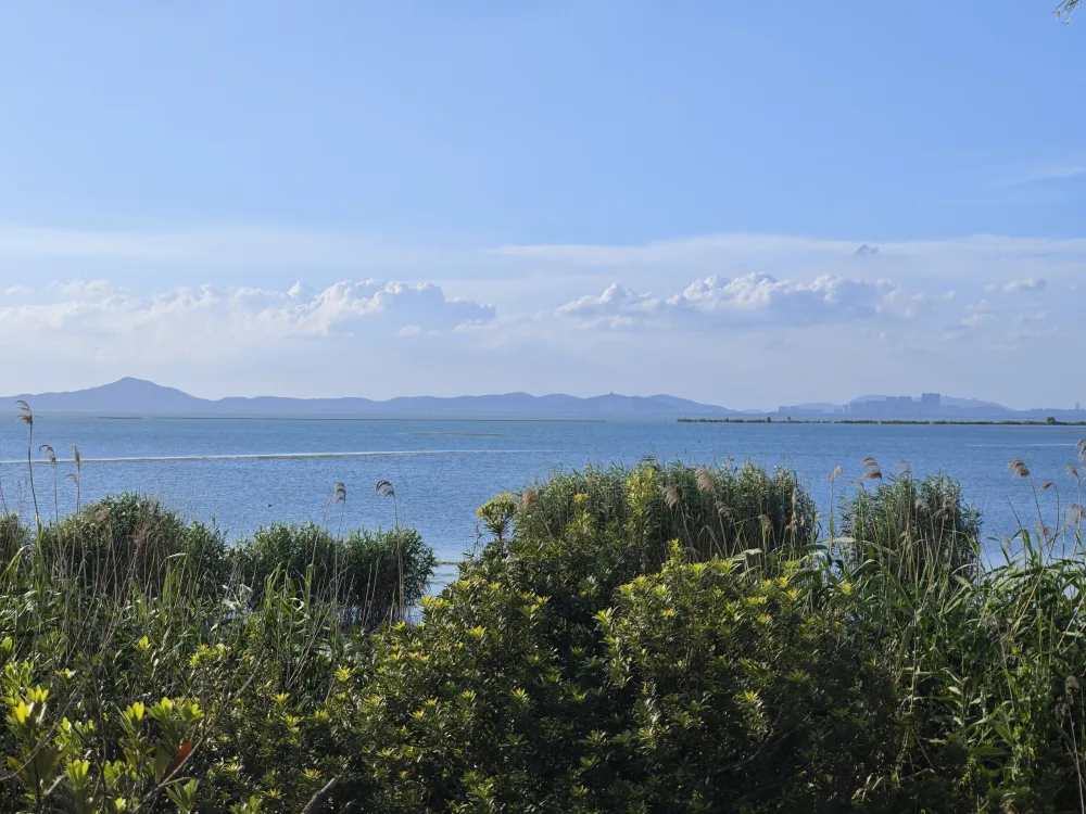 夏日湖岸，拍摄于苏州