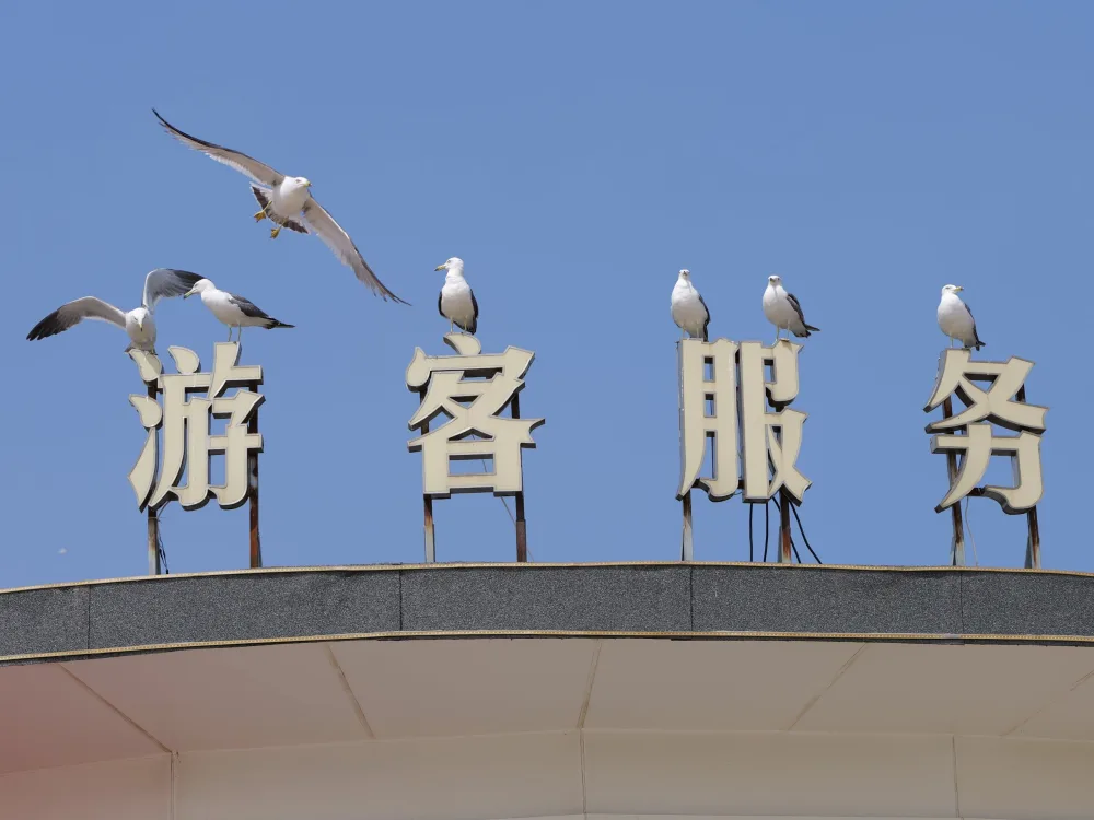 候鸟停驻，拍摄于大连