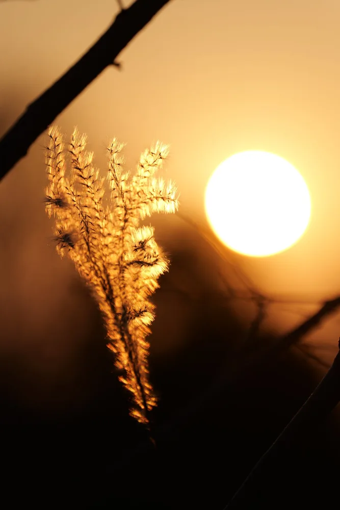 芦花映日，拍摄于苏州