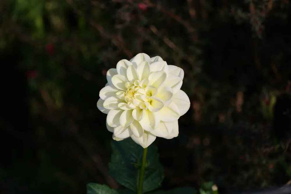独自成花，拍摄于苏州